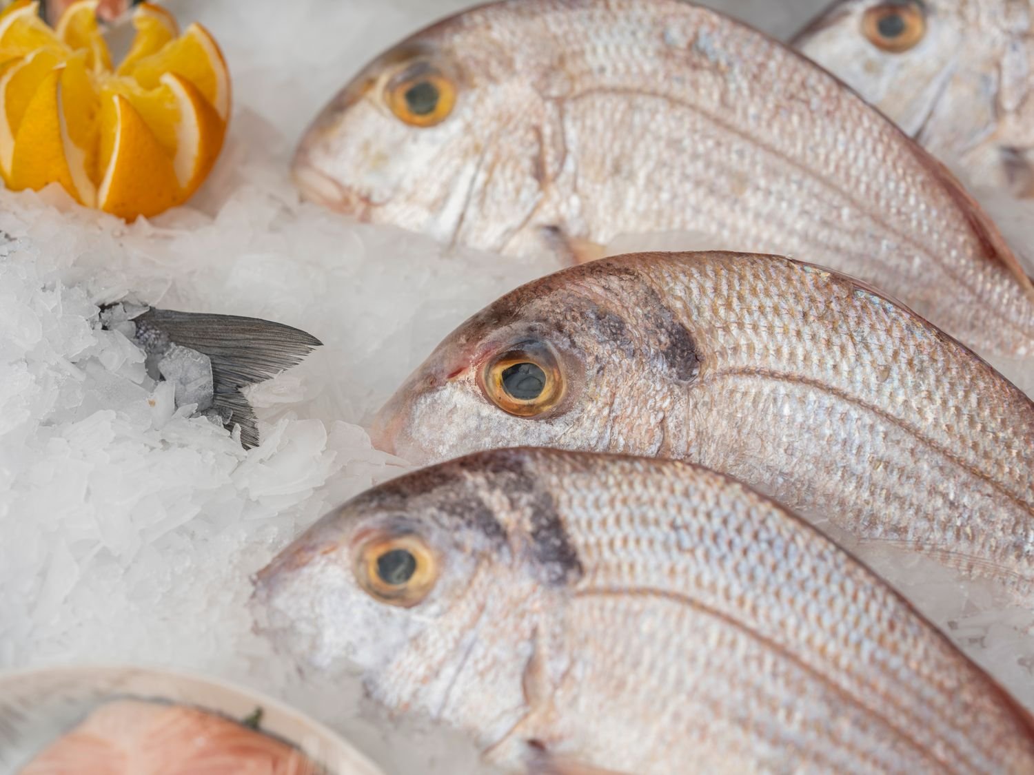 Fresh fish on ice