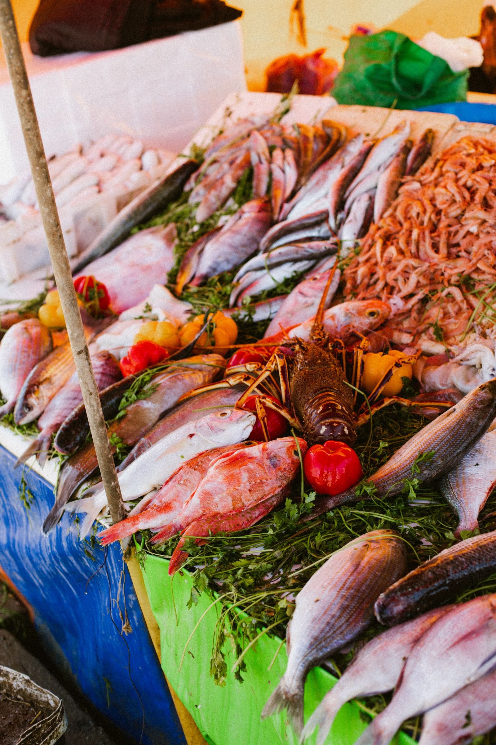 Colourful fresh seafood display