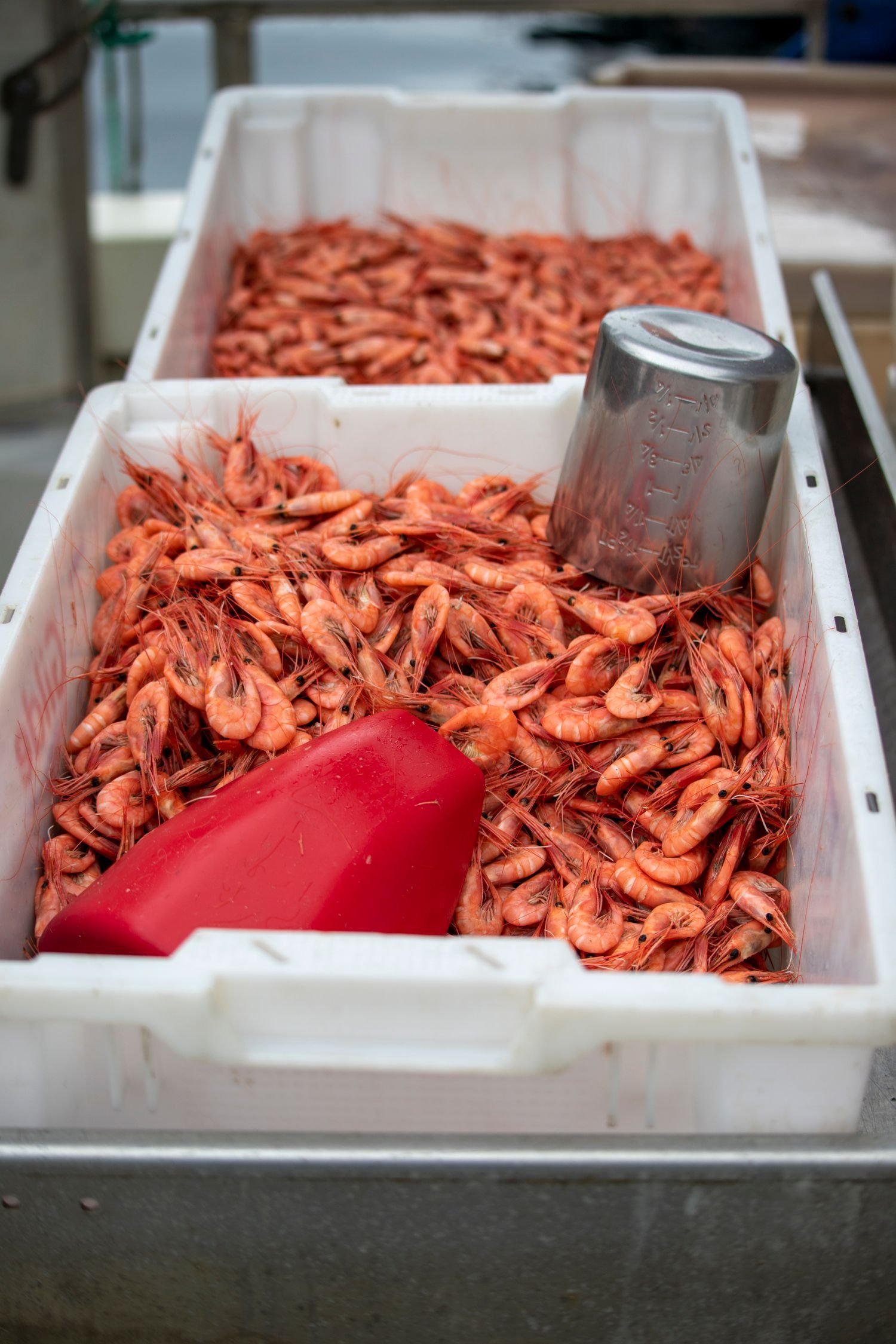 Shrimp at a seafood market